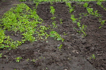 Difference between a well-groomed and an abandoned section of town with overgrown carrots