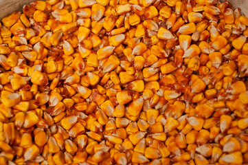Corn for feed for chickens on the farm full screen