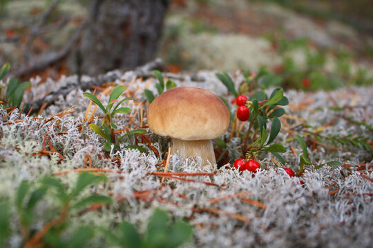 Bright forest landscape with mushroom boletus and cranberries.