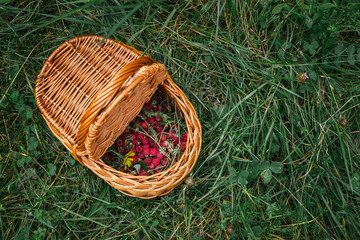 Stock photo of harvest of wild raspberries in a basket on grass