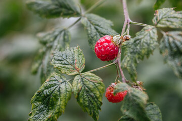 Stock photo of wild raspberries on a branch