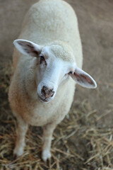 Obraz premium Cute funny sheep on farm. Animal husbandry