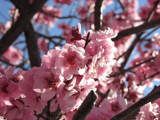 Australian Cherry Blossoms. They only bloom once a year usually in September. Although less popular...