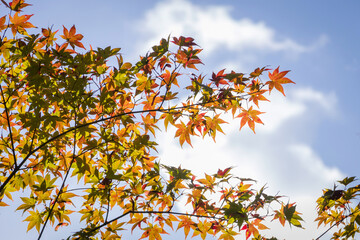 Beautiful autumn leaves with blue sky on background.