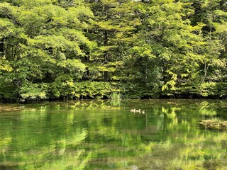 カモが泳ぐ池