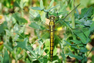 Black-tailed Skimmer (Orthetrum cancellatum), female