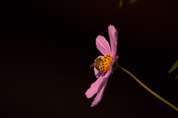 the bee collects nectar