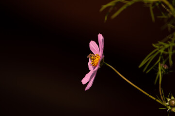 Naklejka na ściany i meble the bee collects nectar