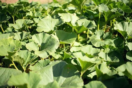 Green foliage of pumpkins in the garden. Pattern and background. The pumpkin season.