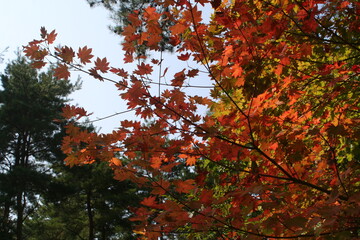 キャンプ場の紅葉