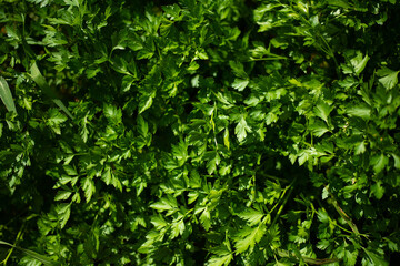 Fototapeta na wymiar Fresh parsley in the garden. Background of green parsley.