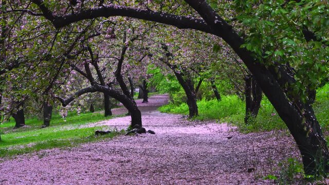 Myriad of fallen Cherry petals cover the footpath under the rows of Cherry trees in the rainy morning at Central Park New York City NY USA on May 05 2019.