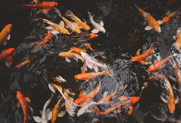 Fancy carp, Mirror carp or Koi fish swimming in the pond,