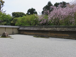 Fototapeta premium 春の竜安寺の石庭