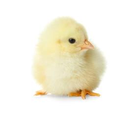 Obraz premium Cute fluffy baby chicken on white background. Farm animal