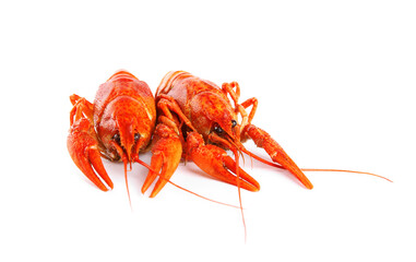 Delicious red boiled crayfishes isolated on white