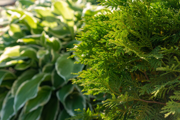 closeup of cypress tree branch in the garden