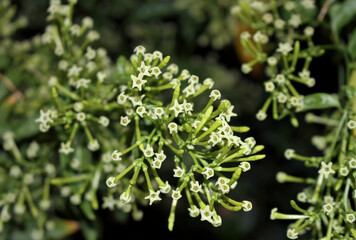 Branch with open flowers of gallant at night (Cestrum nocturnum), photographed at night when they bloom