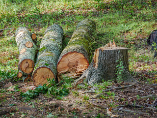 Obraz premium Logs in process of tree removal