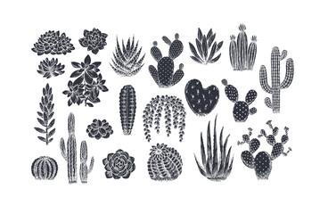 Various cactus collection. Vintage silhouette linocut style illustration. Succulent set. Vector illustration © Maria