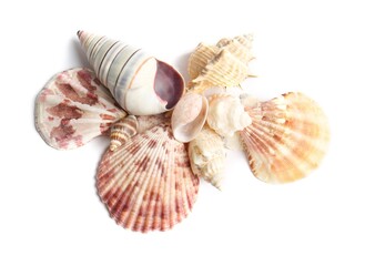 Beautiful exotic sea shells isolated on white, top view