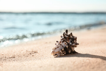 Beautiful sea shell on sandy beach. Space for text