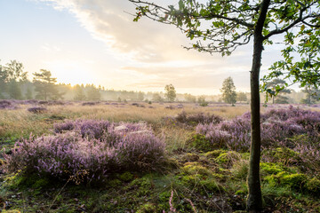 lavender field region
