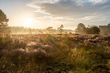 sunset over the field