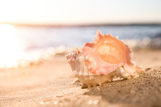 Beautiful sea shell on sandy beach. Space for text