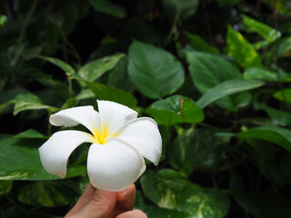 白いプルメリアの花を持って