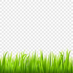 Obraz premium Grass background. Vector illustration.