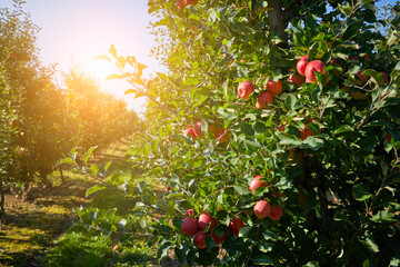 picture of a Ripe Apples in Orchard ready for harvesting,Morning shot