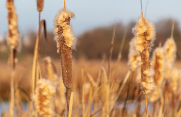 The reed grows near the reservoir