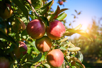 picture of a Ripe Apples in Orchard ready for harvesting,Morning shot