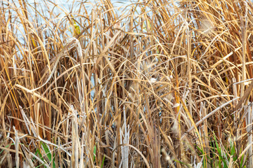 The reed grows near the reservoir