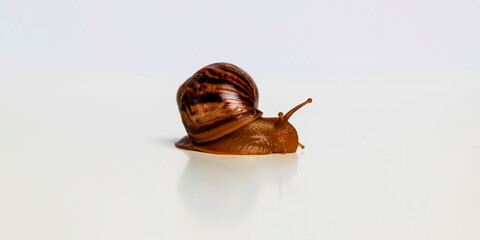Photo of Achatina with cornicle on white background. Selective focus.