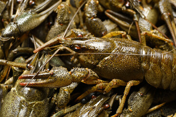 Fresh raw crayfishes as background, closeup. Healthy seafood