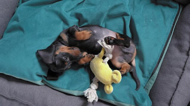 Cute dachshund is lying belly up on cozy pillow in pet bed and fooling around with special soft toy for baby dog, top view. Energetic entertainment for hyperactive puppy.