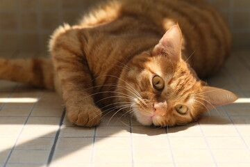 one tabby cat lying on floor under sunshine at home, looking at camera