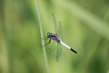 オオシオカラトンボ