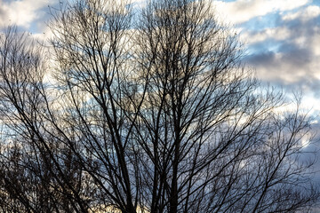 Bare branches on a tree against the background of the sky with clouds.