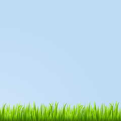 Grass background. Vector illustration.