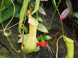 食虫植物、ネペンテス アラタ