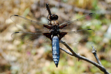 Broad-bodied Chaser (Libellula depressa), male