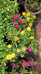 Fototapeta na wymiar Scenic view of colorful Aster flowers