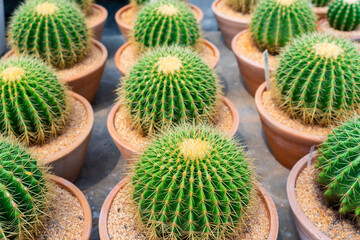 close up picture of green cactus in the pot. nature concept