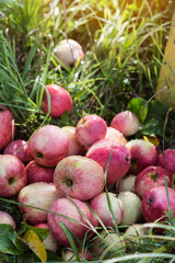 Harvest of the fresh pink dewy apples on a dewy grass  in the garden in early morning, heap of fruits gathered in the garden,  agriculture and food concept, blur background