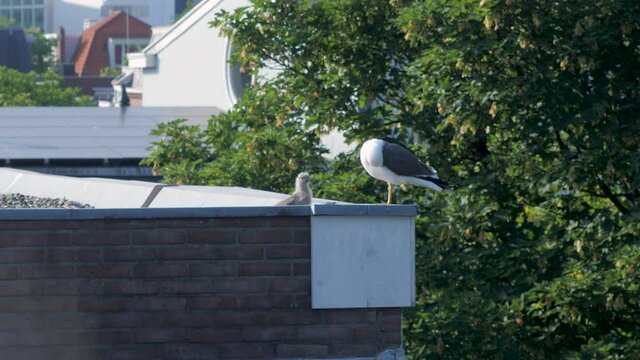 A rare insight of the urbanized nature.  An adult seagull protecting her baby on a rooftop of a building in the city. Location is Europe, Netherlands, The Hague.