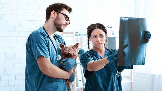 Animal Radiography. Professional Vet Doctor And Nurse With Cute Dog Studying Xray At Clinic