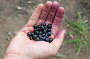 ripe blueberry in the open palm, close-up